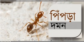 Ant control